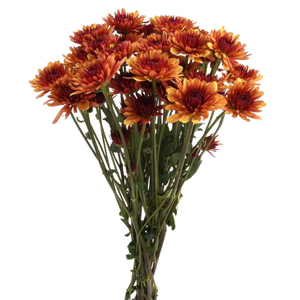 esmeralda-farms-pompon-cushion-prinz-2