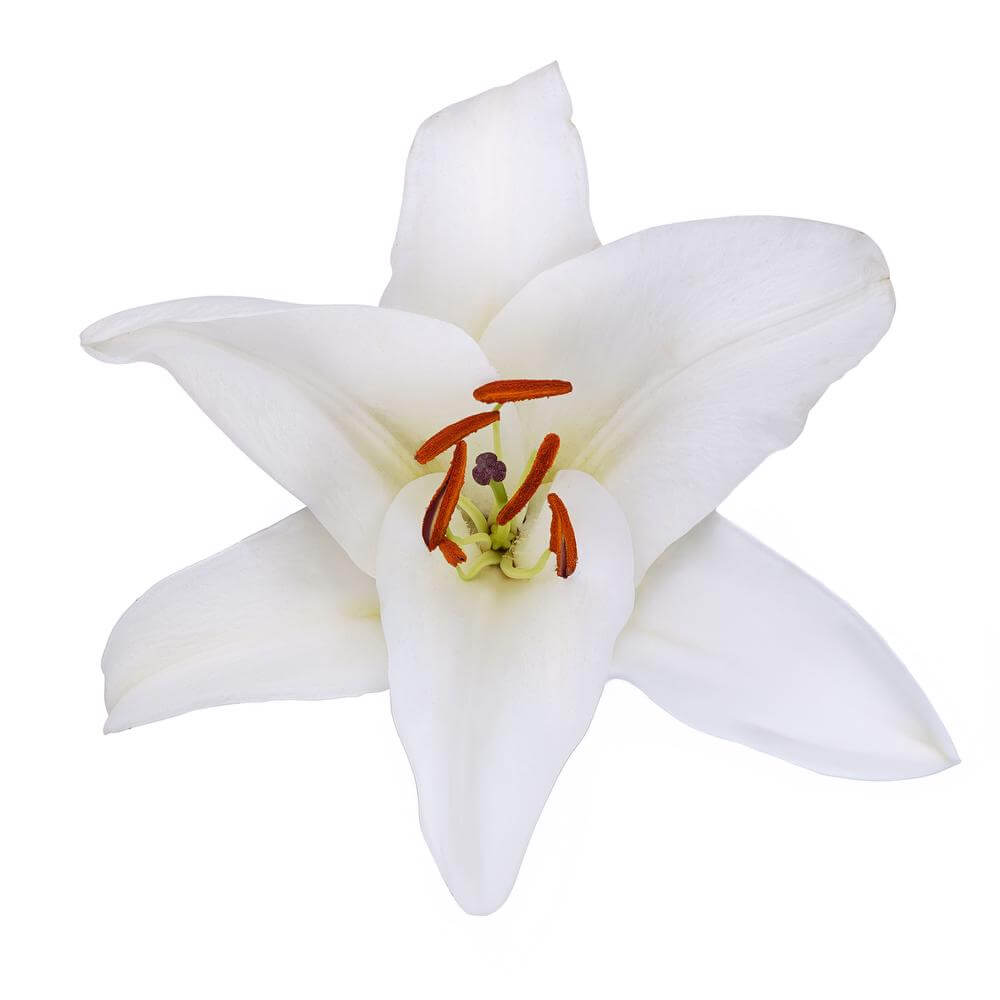 esmeralda-farms-oriental-lily-premium-blond-2