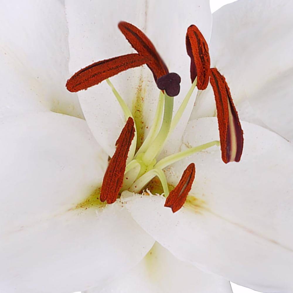 esmeralda-farms-oriental-lily-santander-1