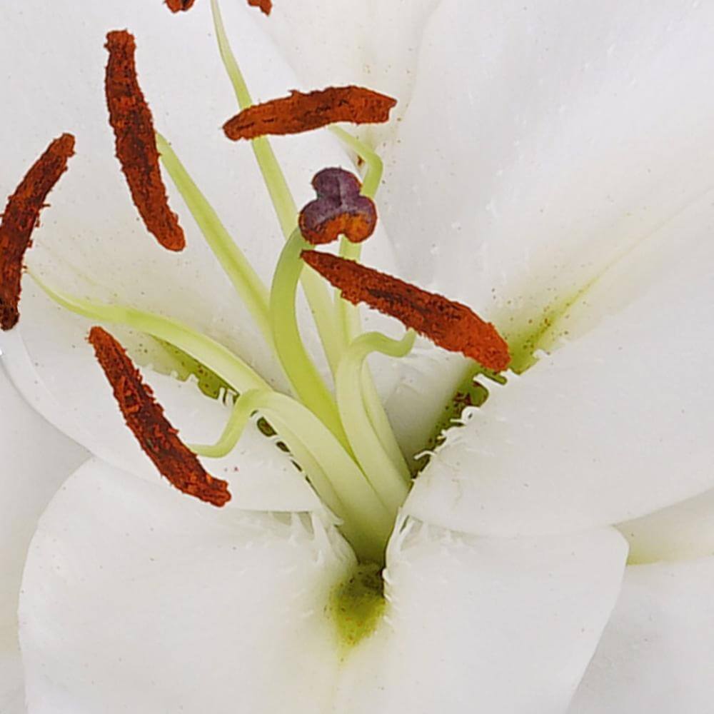 esmeralda-farms-oriental-lily-sisto-1