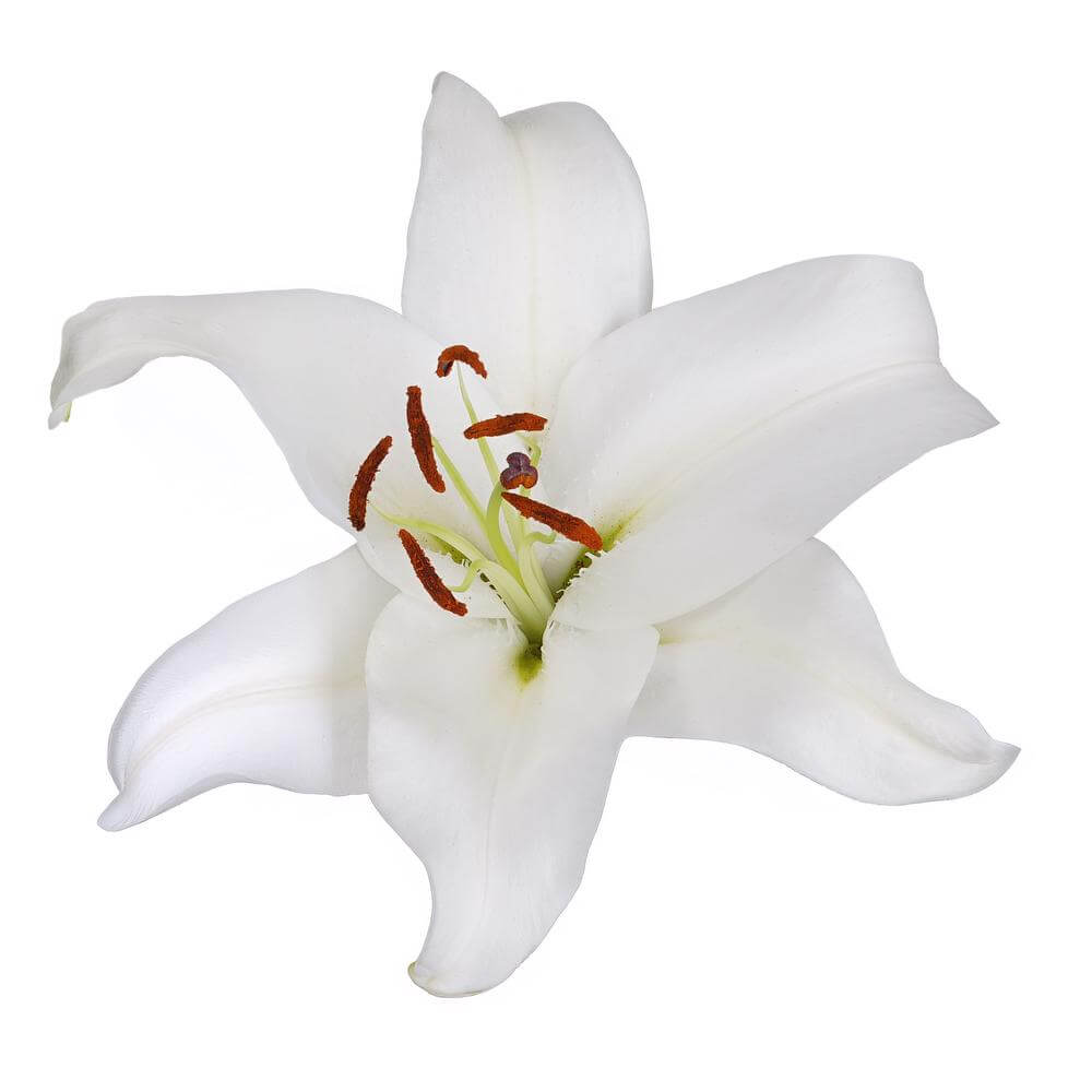 esmeralda-farms-oriental-lily-sisto-2