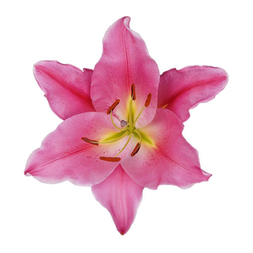 esmeralda-farms-oriental-lily-tarrango-2