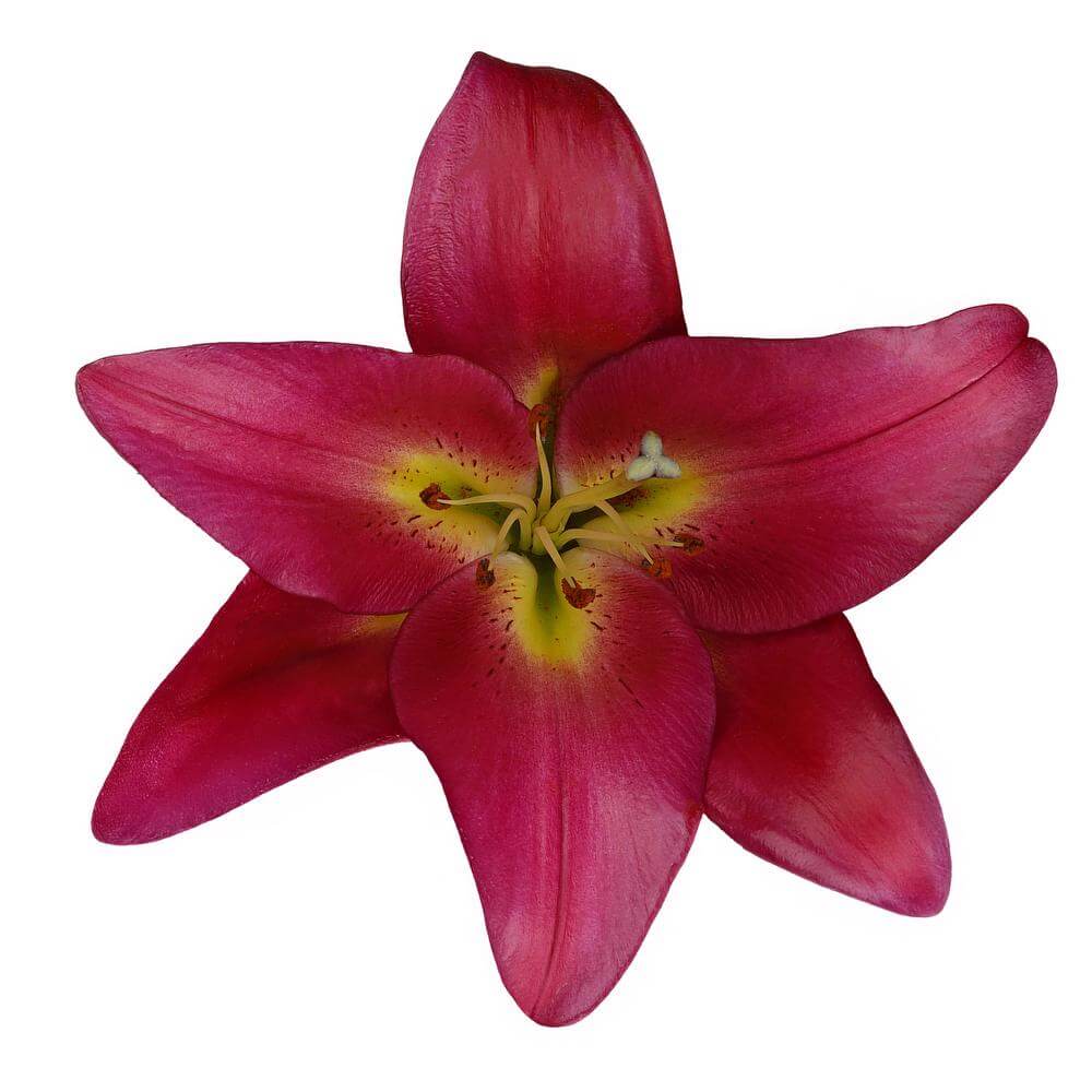 esmeralda-farms-oriental-lily-touchstone-2