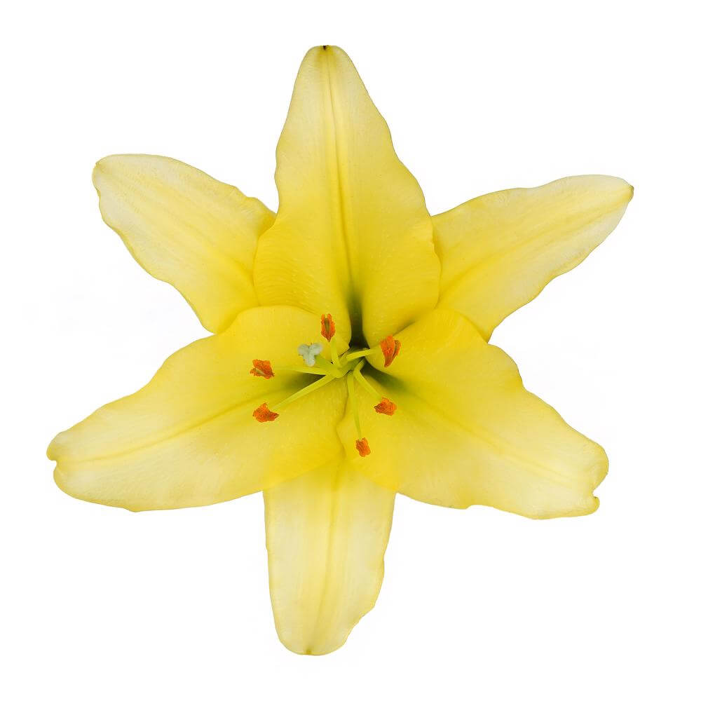 esmeralda-farms-oriental-lily-vonq-2