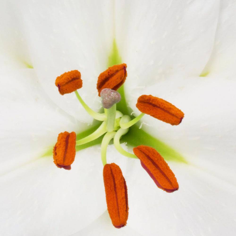 esmeralda-farms-oriental-lily-siberia-1