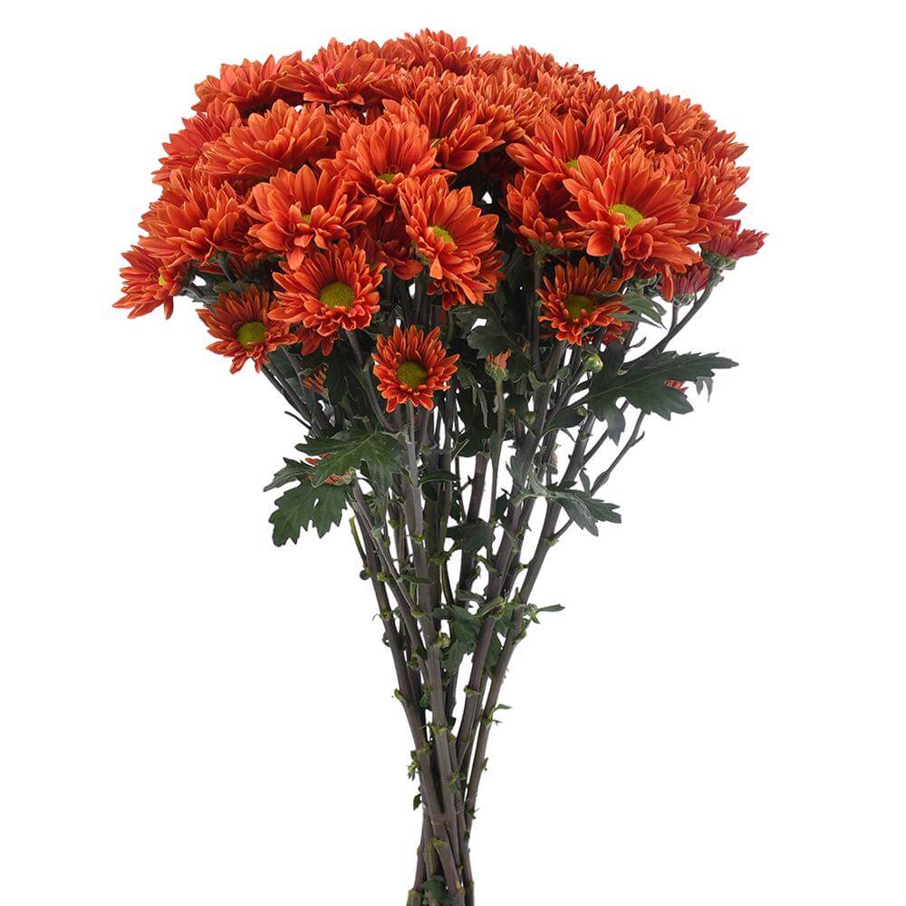 esmeralda-farms-pompon-daisy-harley-2