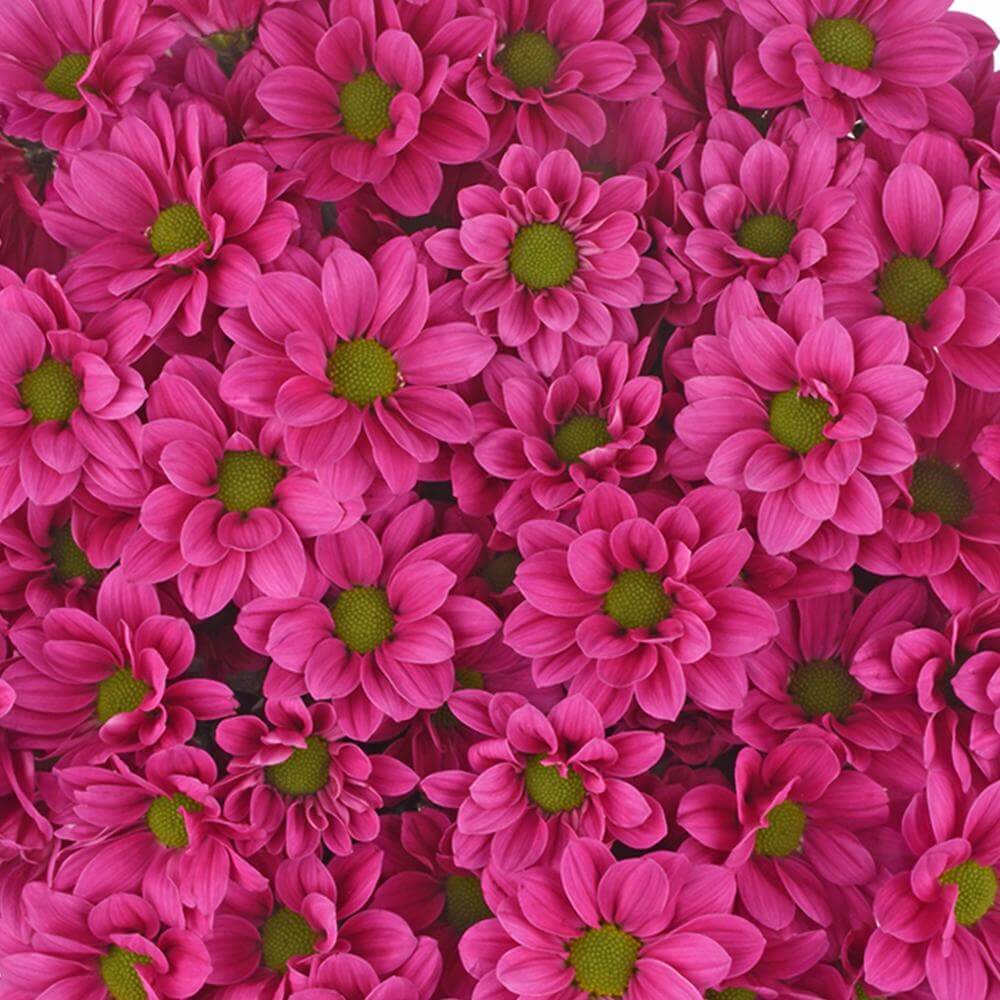 esmeralda-farms-pompon-daisy-plasma-1