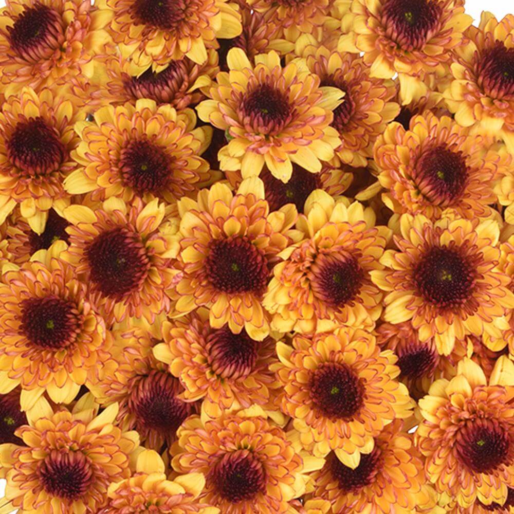 esmeralda-farms-pompon-leoness-1