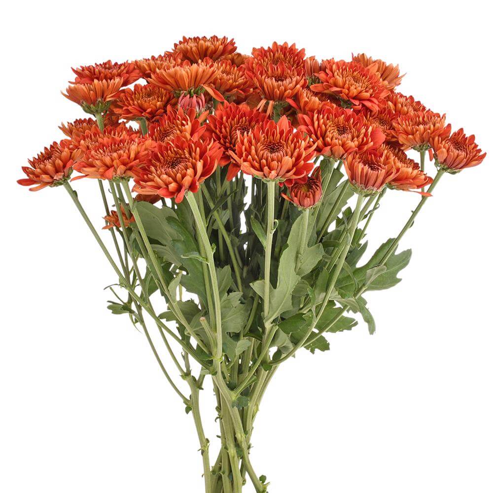 esmeralda-farms-cushion-calvex-rojo-2