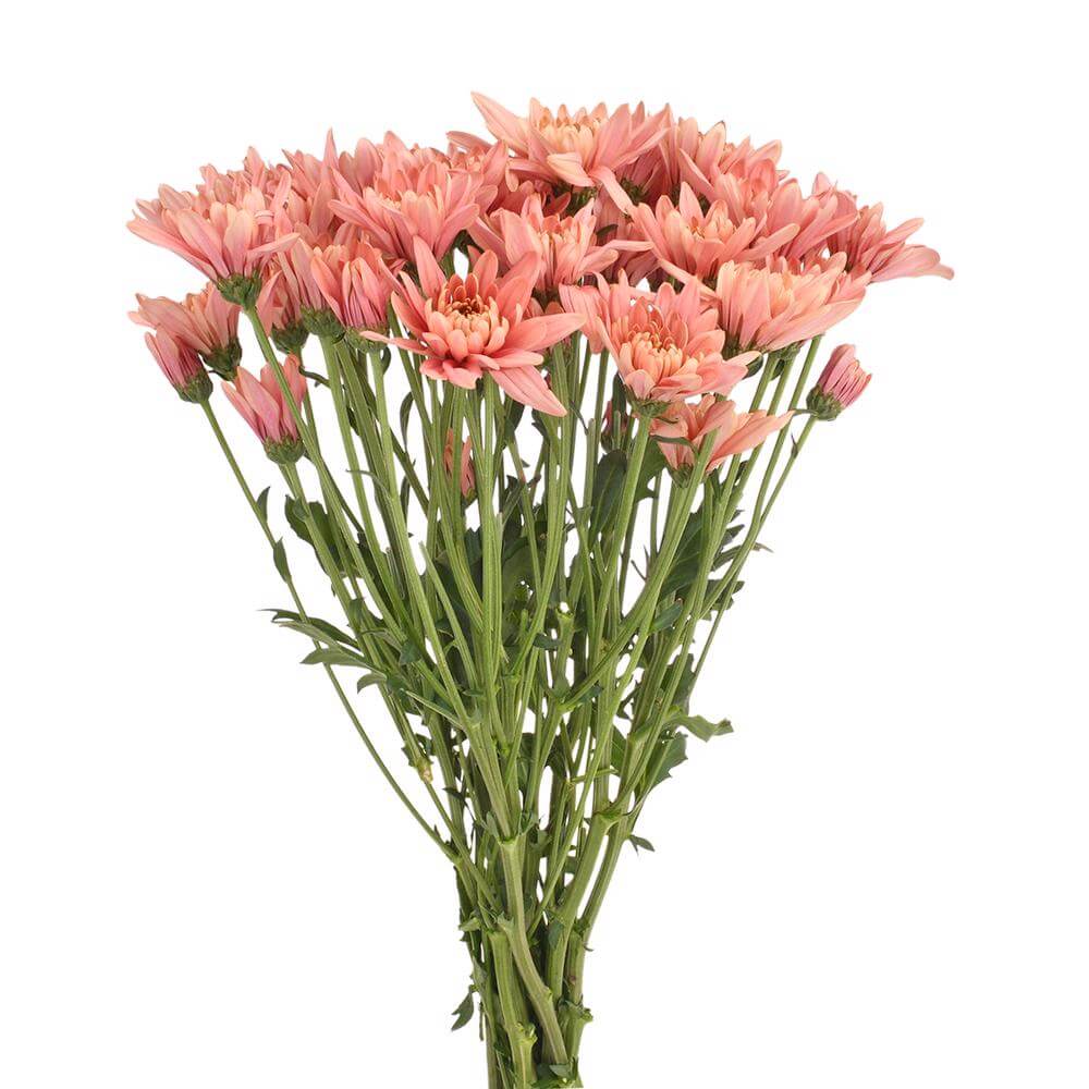 esmeralda-farms-cushion-veronica-salmon-2