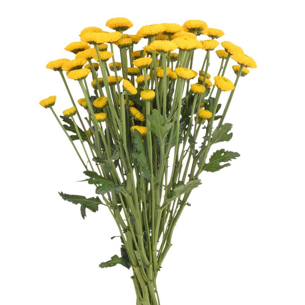 esmeralda-farms-pompon-button-paintball sunny-2