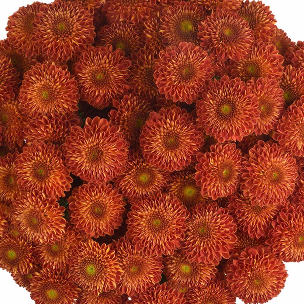 esmeralda-farms-pompon-button-tyrion-1