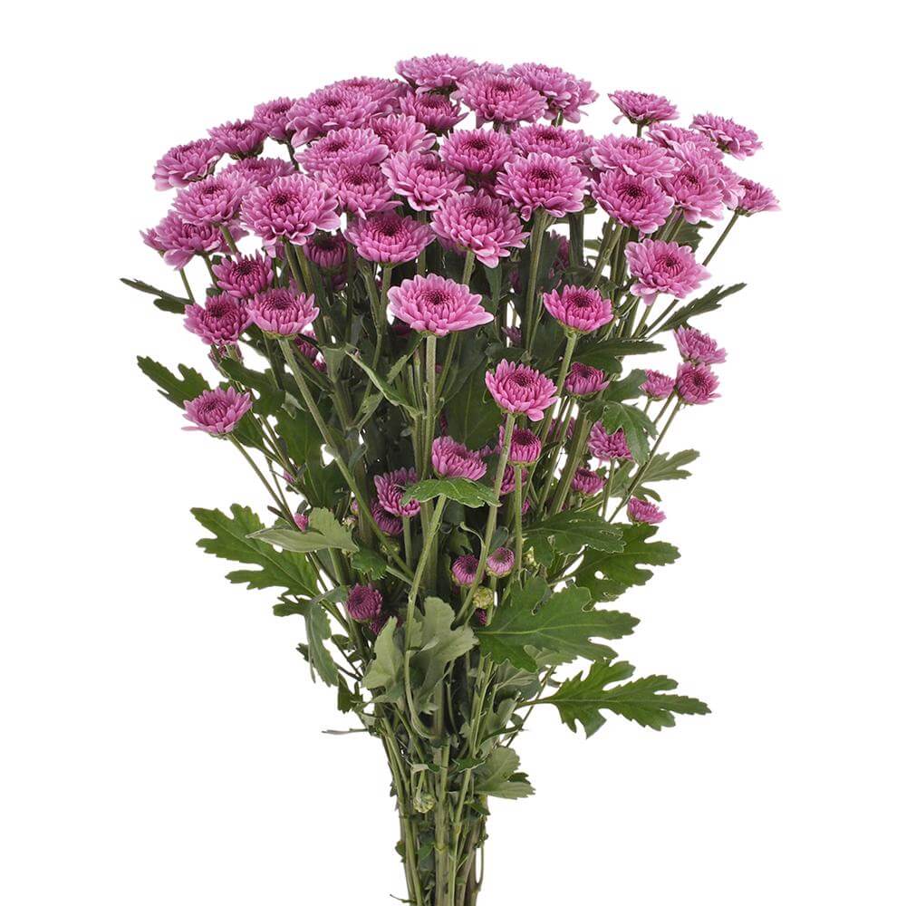 esmeralda-farms-pompon-button-sweet-2