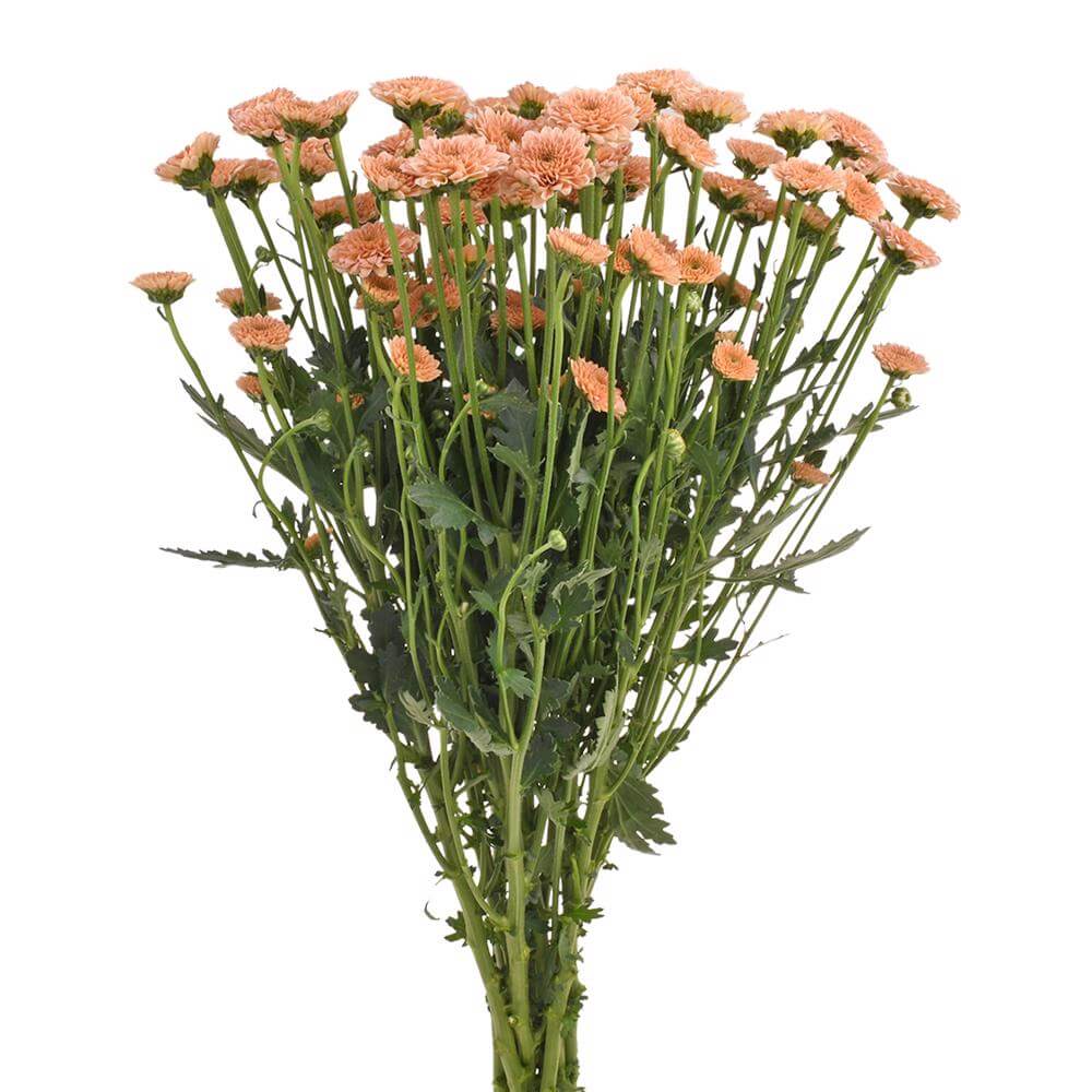 esmeralda-farms-pompon-button-miller-apricot-2