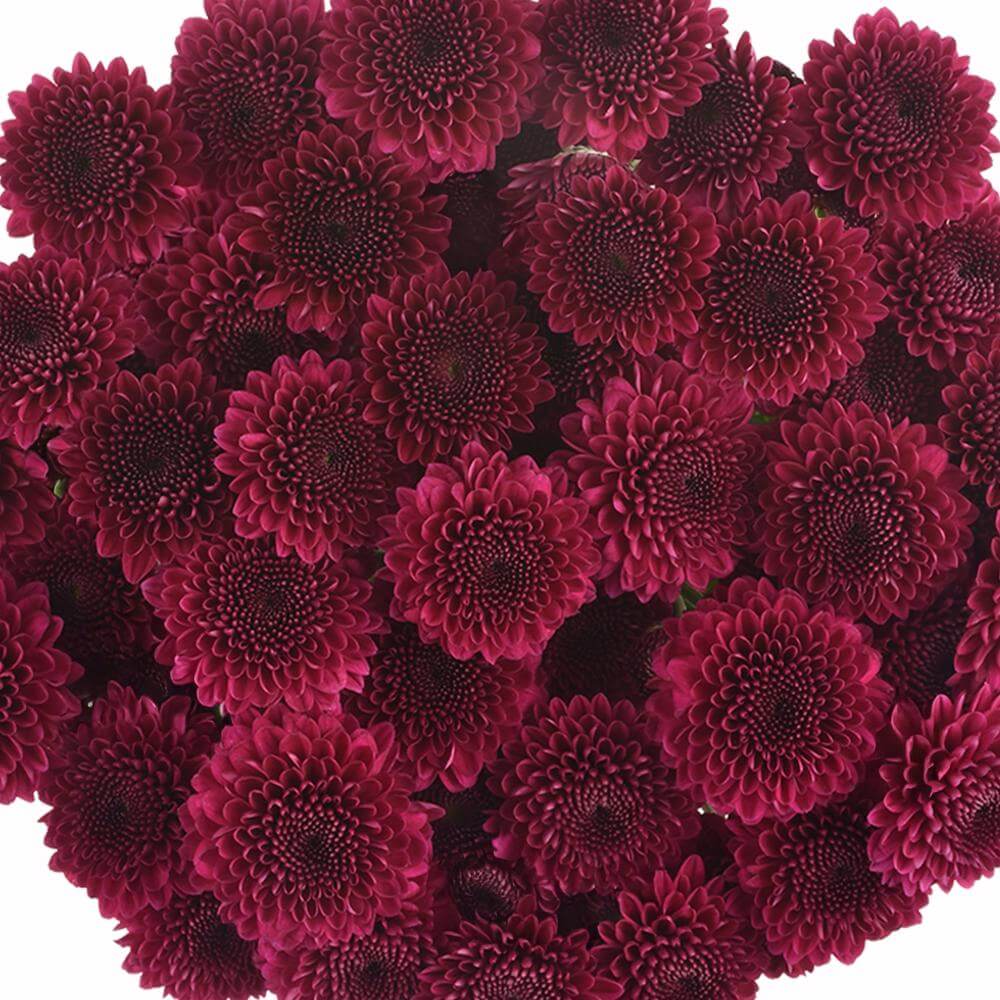 esmeralda-farms-pompon-button-gustav-1