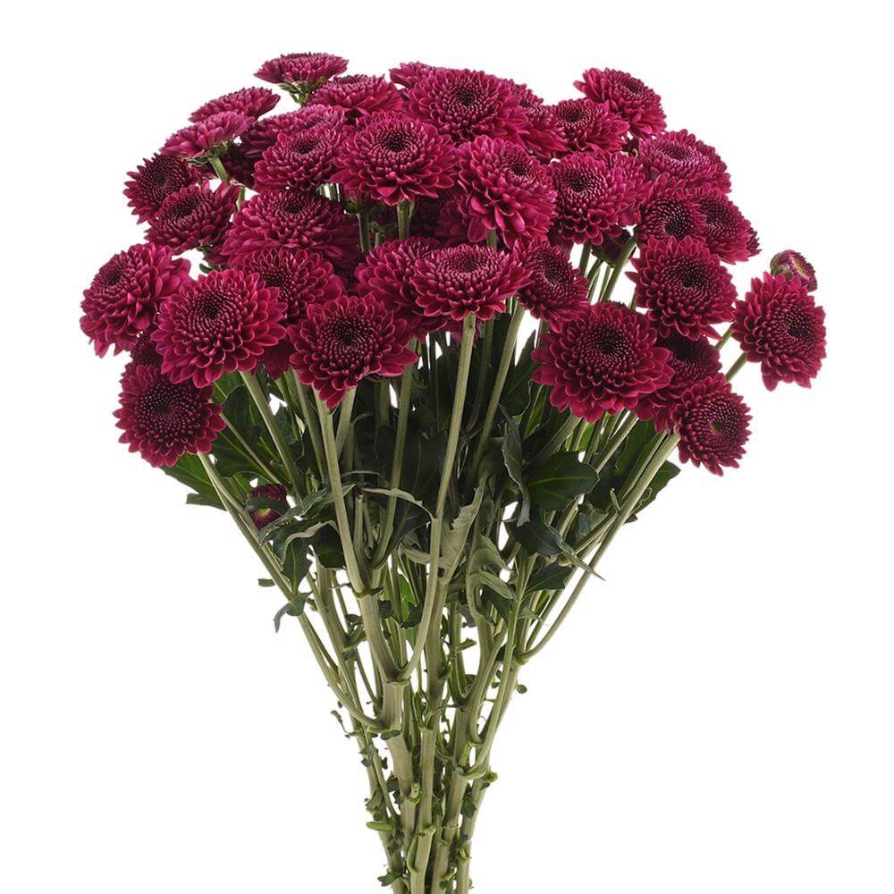 esmeralda-farms-pompon-button-gustav-2