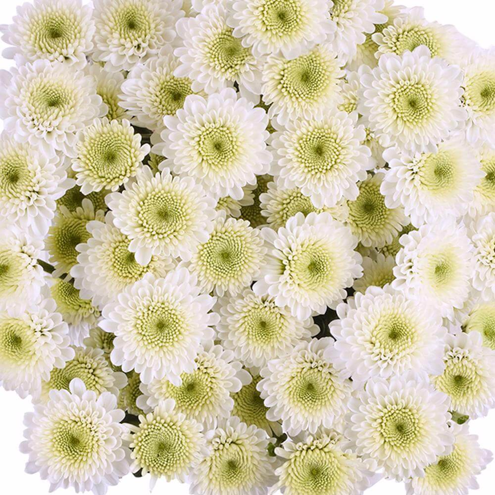 esmeralda-farms-pompon-button-cloud-1