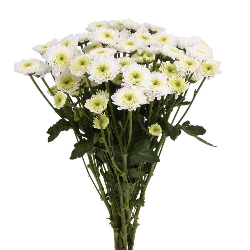 esmeralda-farms-pompon-button-cloud-2