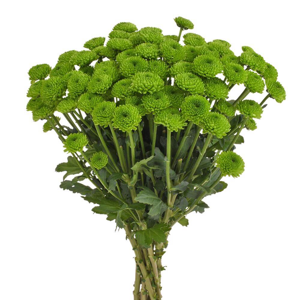 esmeralda-farms-pompon-button-country-2