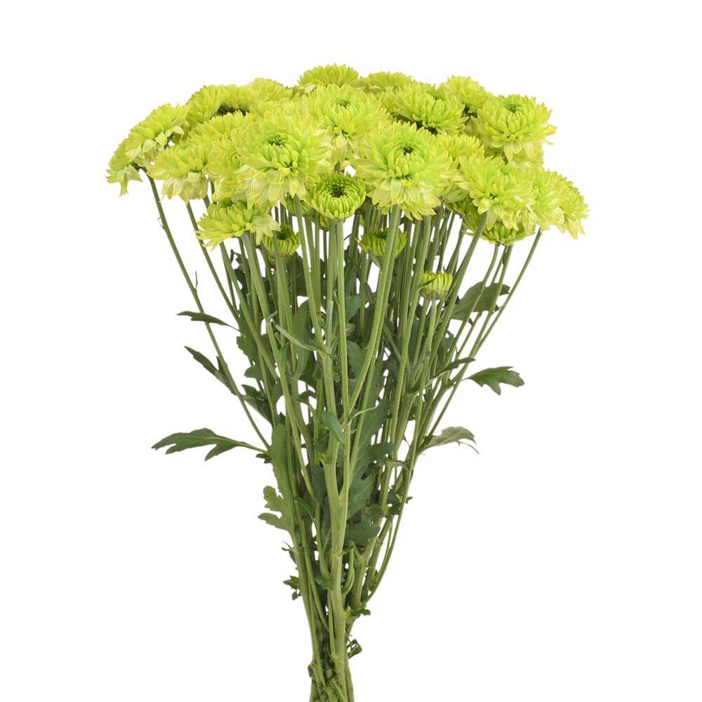  esmeralda-farms-pompon-novelty-takashi-2