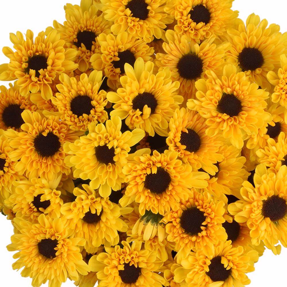 esmeralda-farms-pompon-novelty-micro-vybowl-1