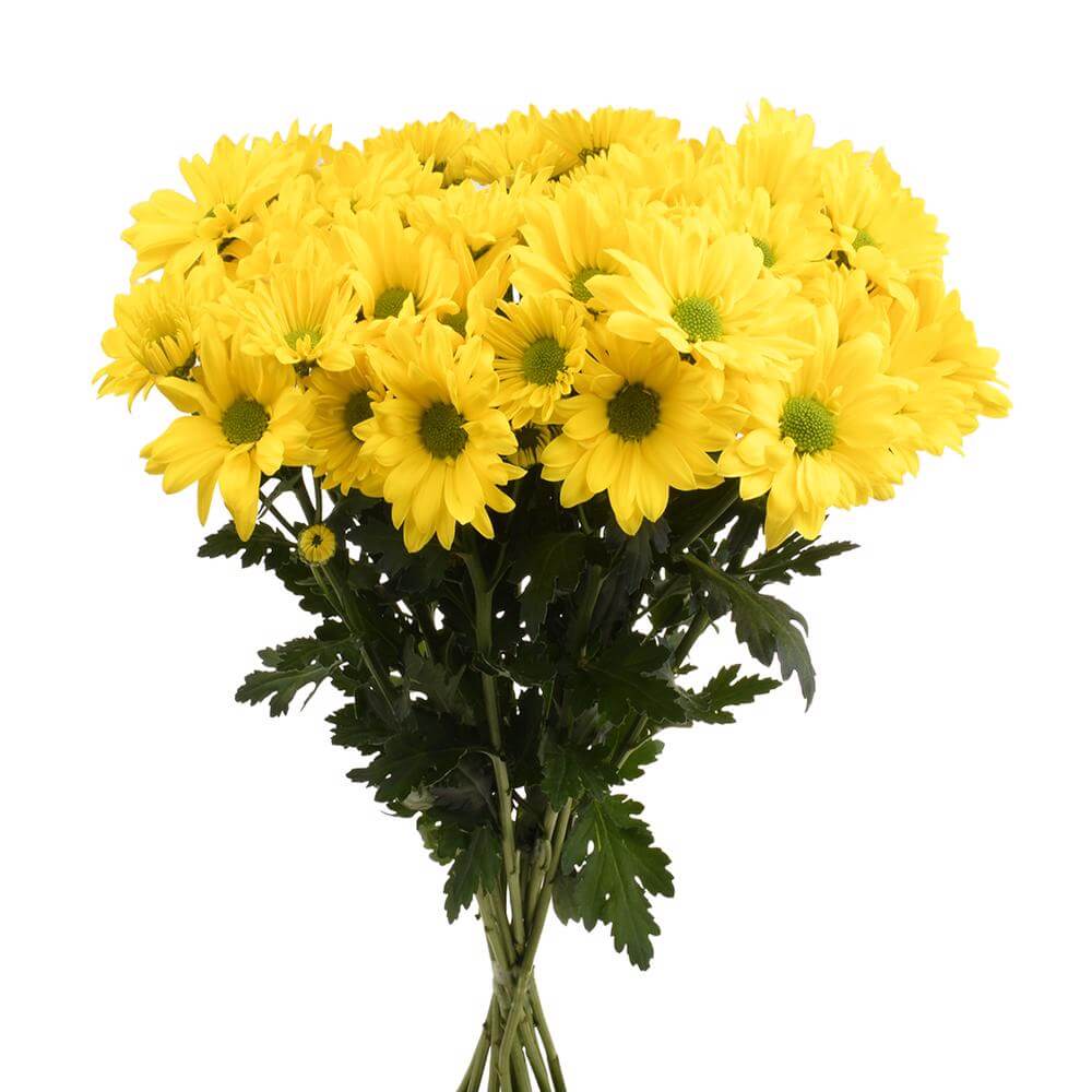 esmeralda-farms-pompon-daisy-vibe-2