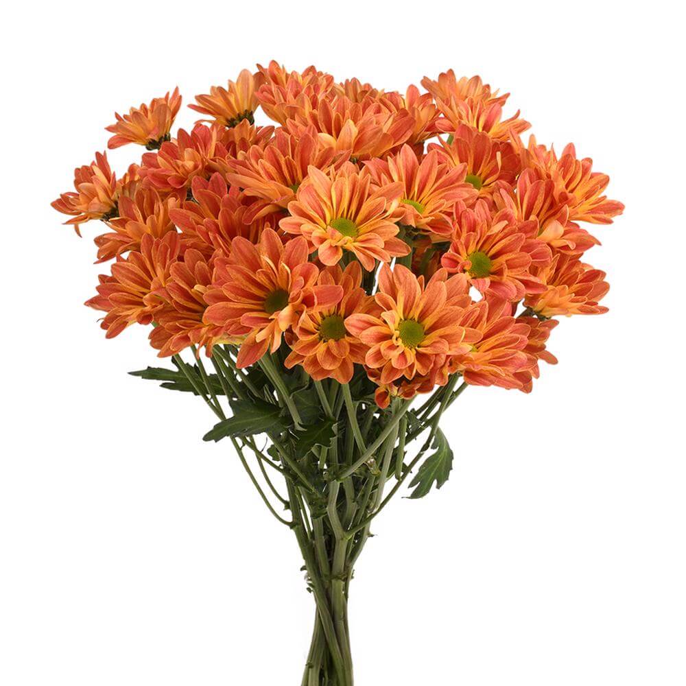 esmeralda-farms-pompon-daisy-maite-2