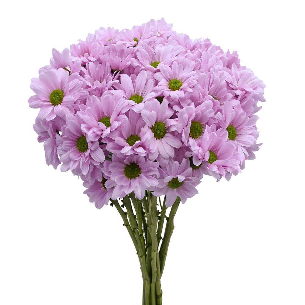 esmeralda-farms-pompon-daisy-alma-pink-2