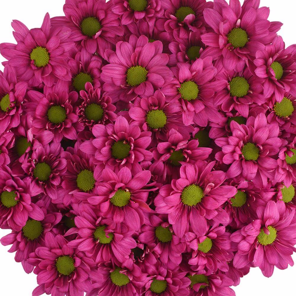 esmeralda-farms-pompon-daisy-memphis-1