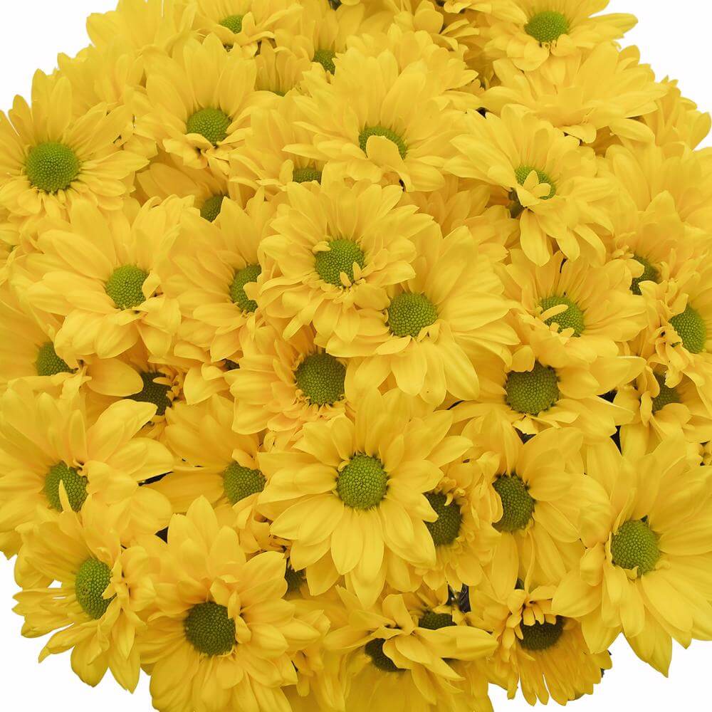 esmeralda-farms-pompon-daisy-firefly-1