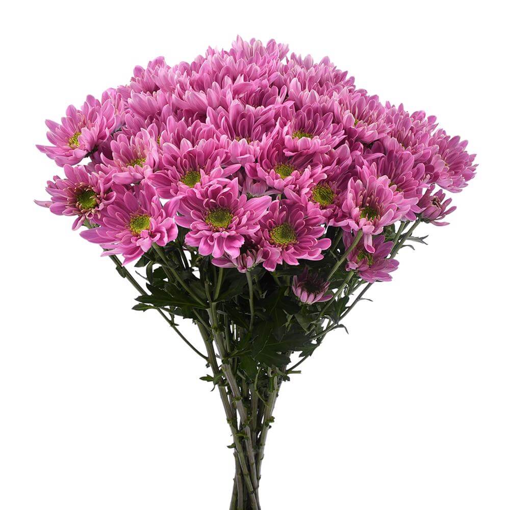 esmeralda-farms-pompon-novelty-bologna-2