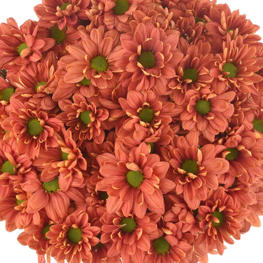esmeralda-farms-pompon-daisy-punch-1