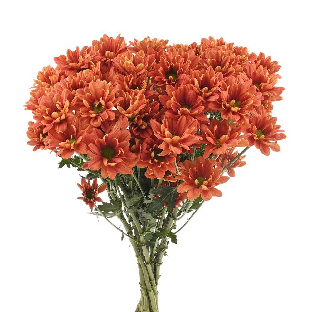 esmeralda-farms-pompon-daisy-punch-2