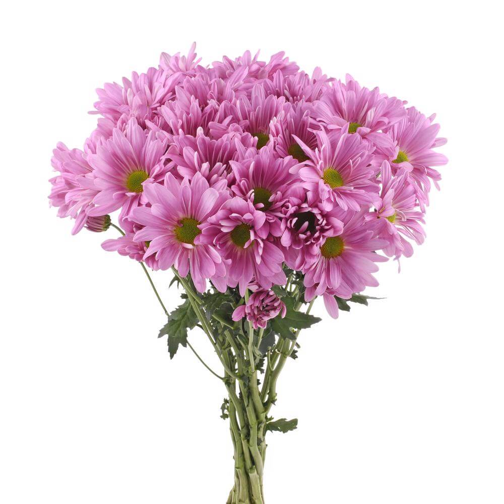 esmeralda-farms-pompon-daisy-atlantis-pink-2