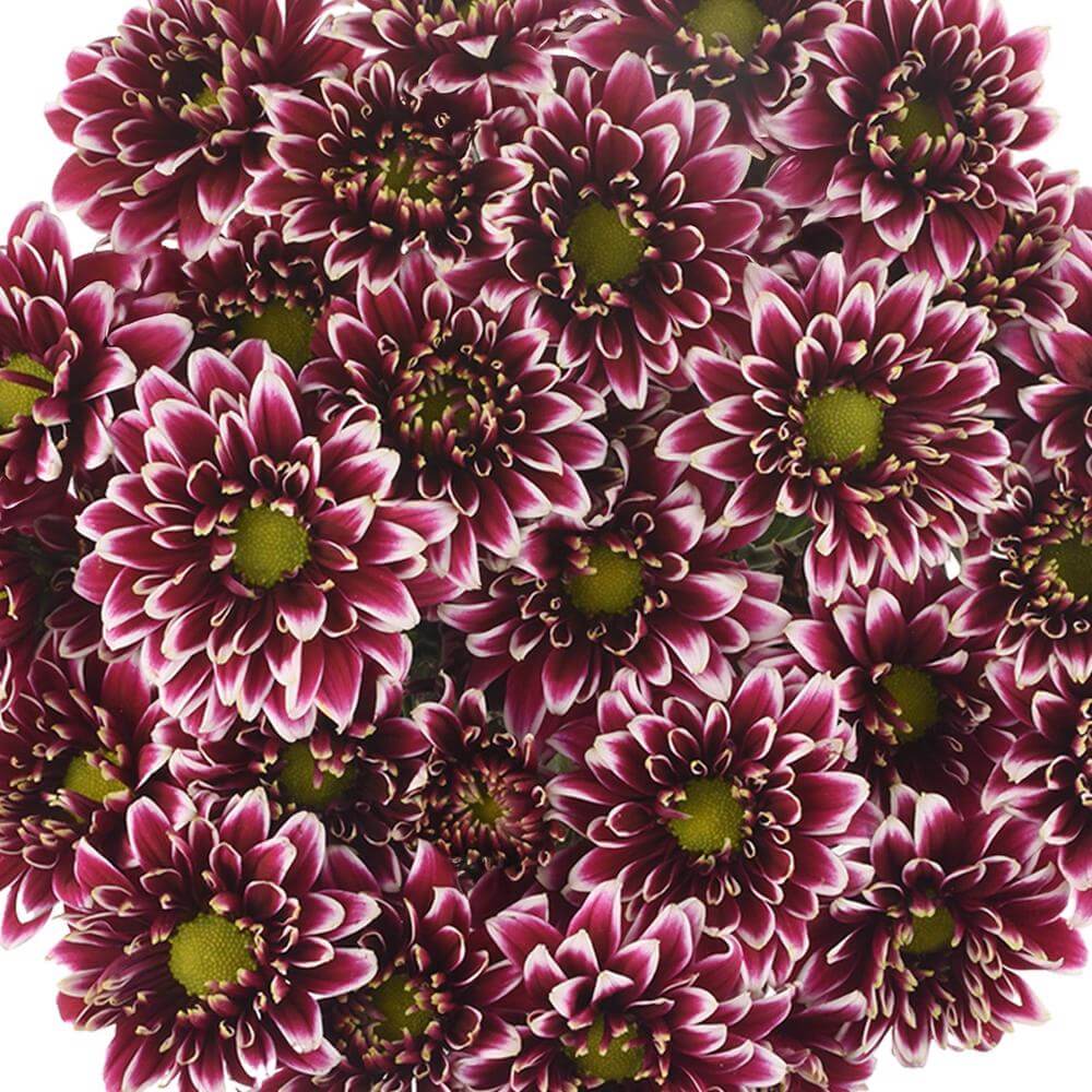 esmeralda-farms-pompon-novelty-amethyst-dark-1