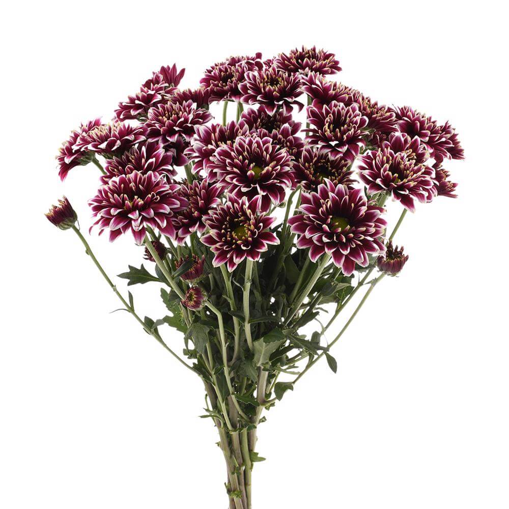 esmeralda-farms-pompon-novelty-amethyst-dark-2