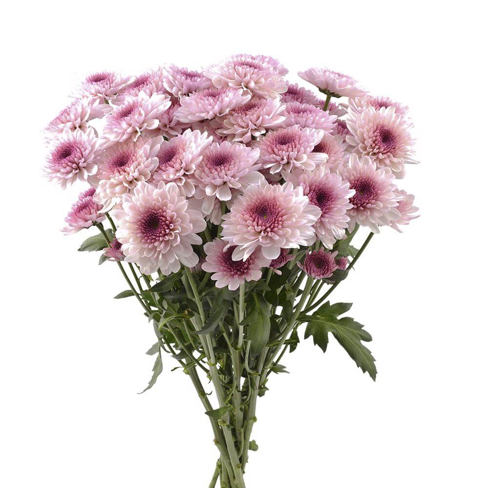 esmeralda-farms-pompon-novelty-virtue-2