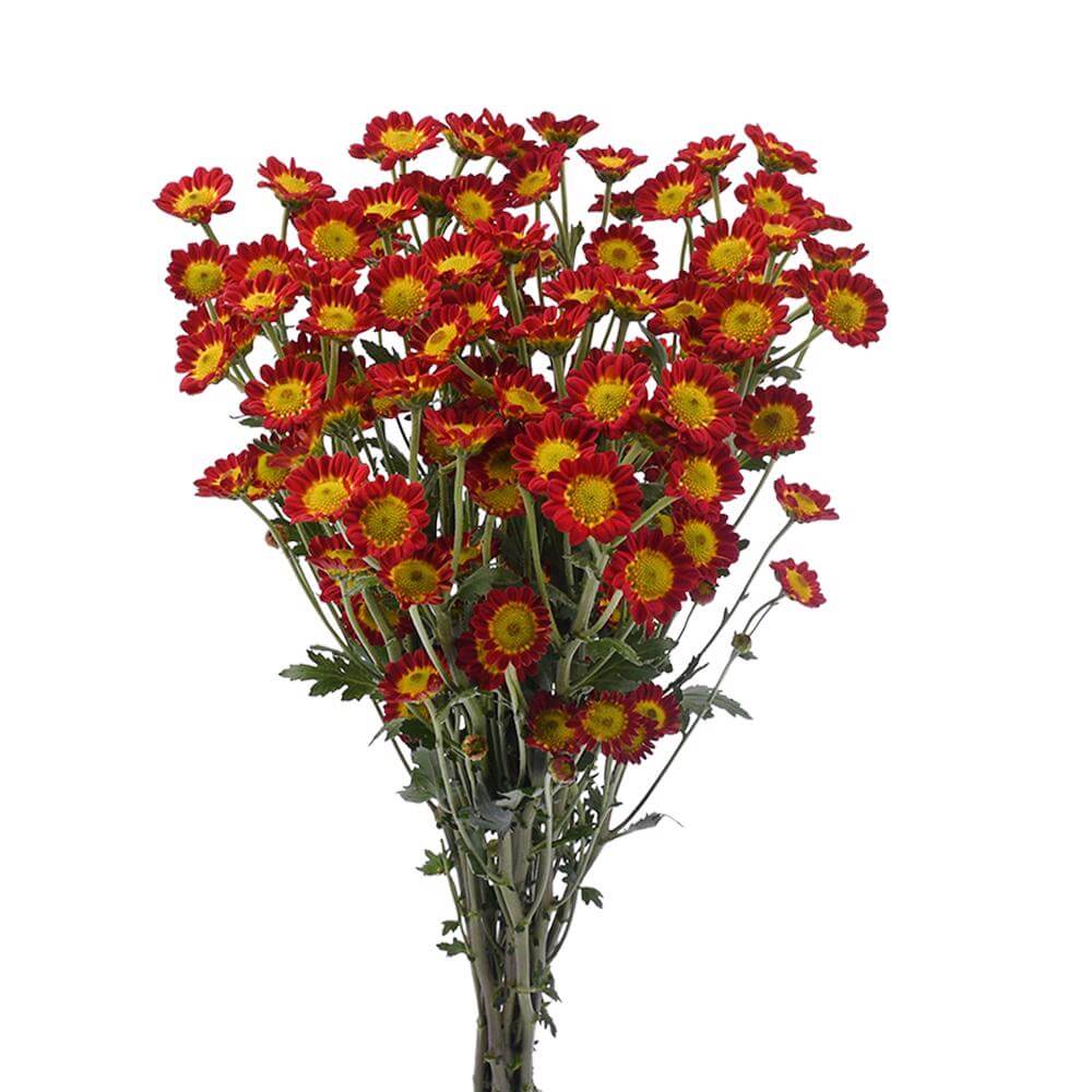 esmeralda-farms-pompon-novelty-tobago-2