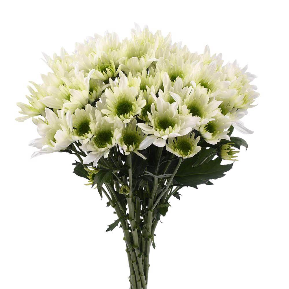 esmeralda-farms-pompon-novelty-radost-lime-2