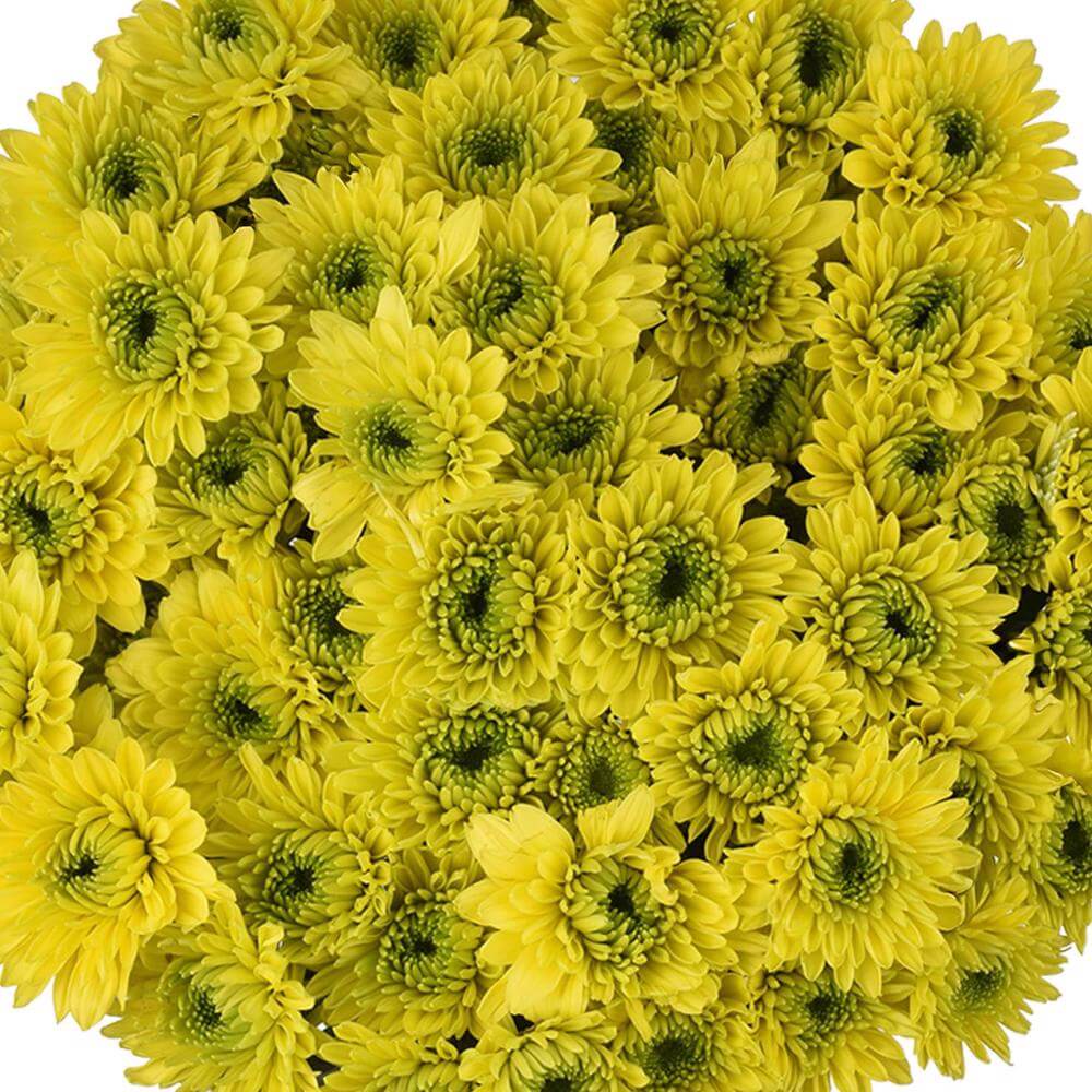 esmeralda-farms-pompon-novelty-jamaica-1