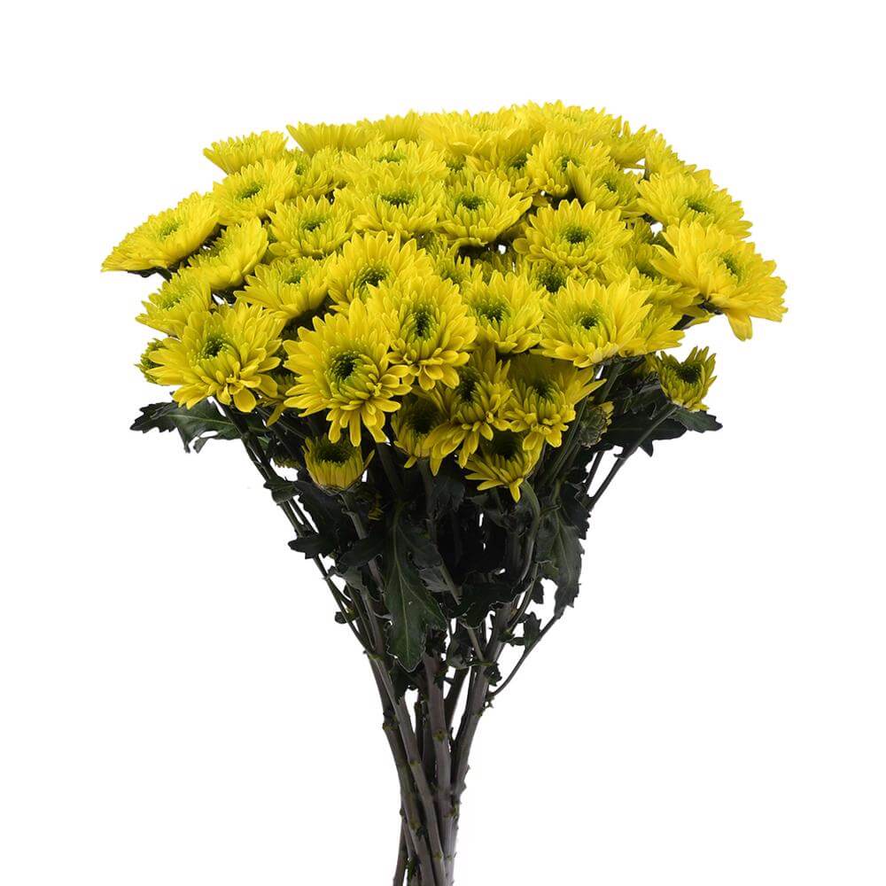 esmeralda-farms-pompon-novelty-jamaica-2