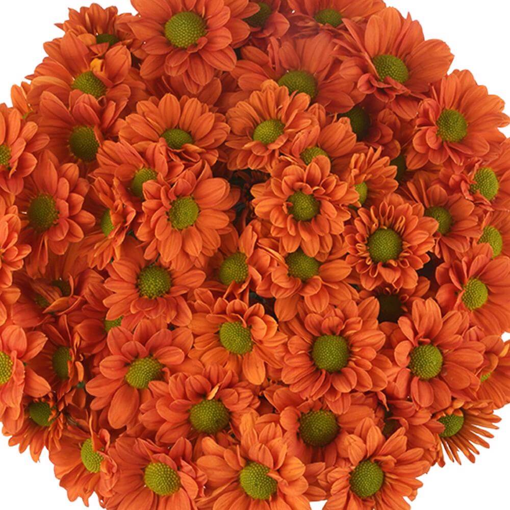 esmeralda-farms-pompon-daisy-terrific-1