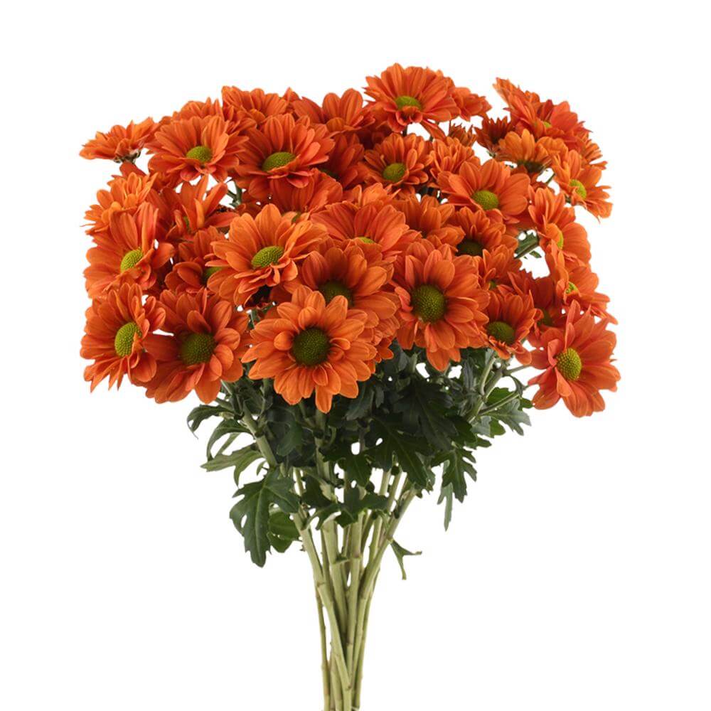 esmeralda-farms-pompon-daisy-terrific-2
