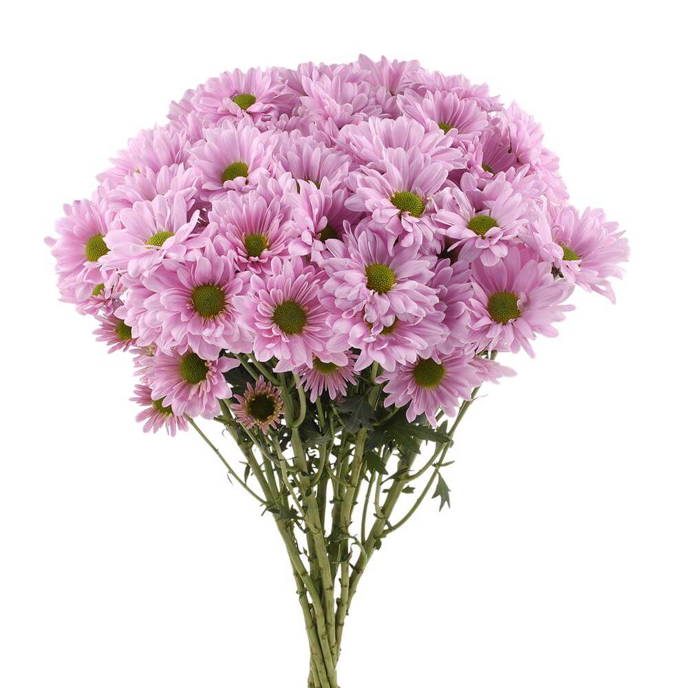 esmeralda-farms-pompon-daisy-cutie-pie-2