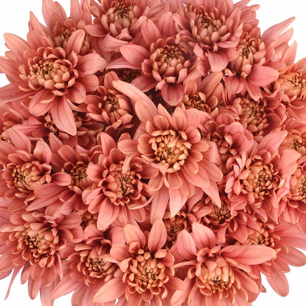 esmeralda-farms-cushion-veronica-salmon-1