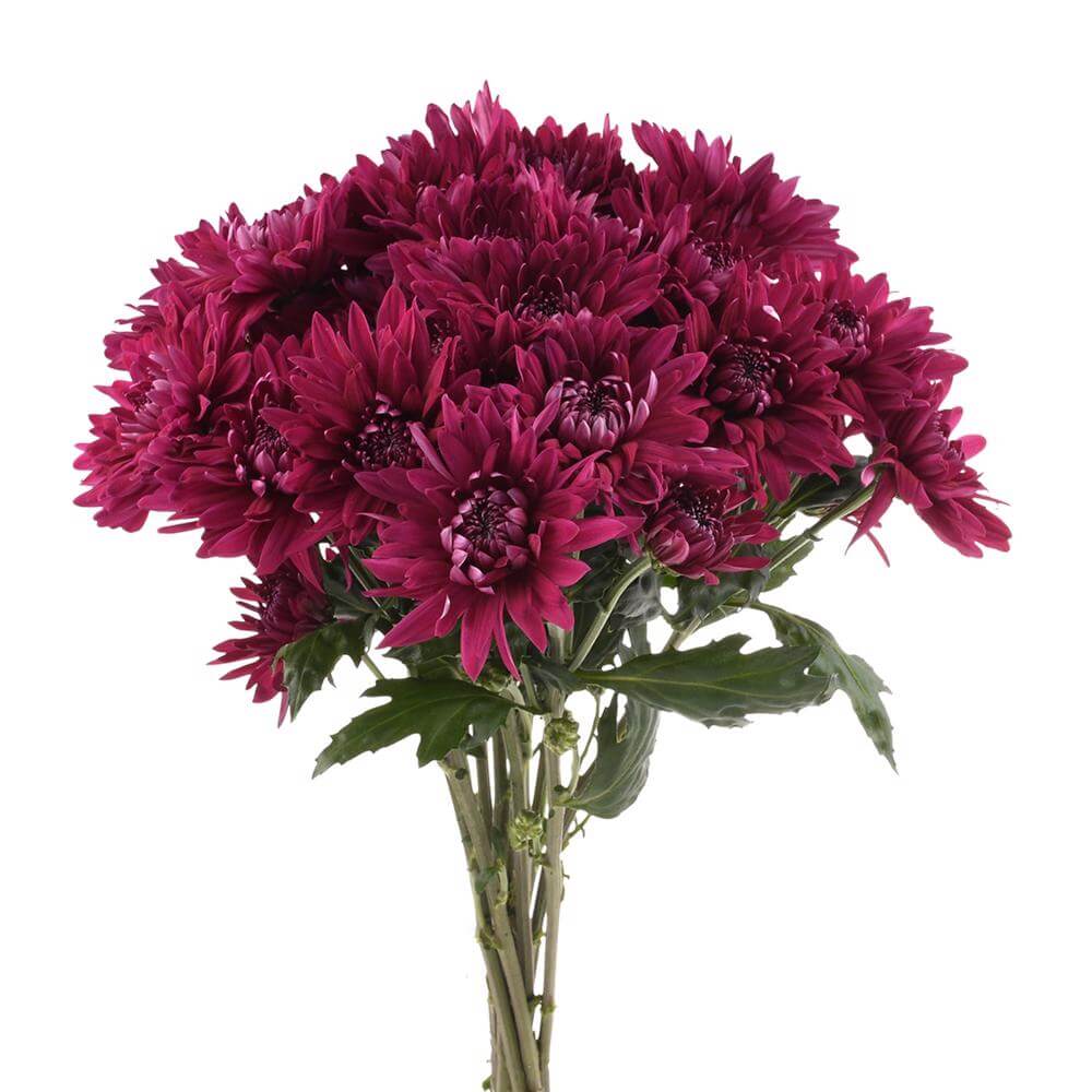 esmeralda-farms-pompon-cushion-printempo-2