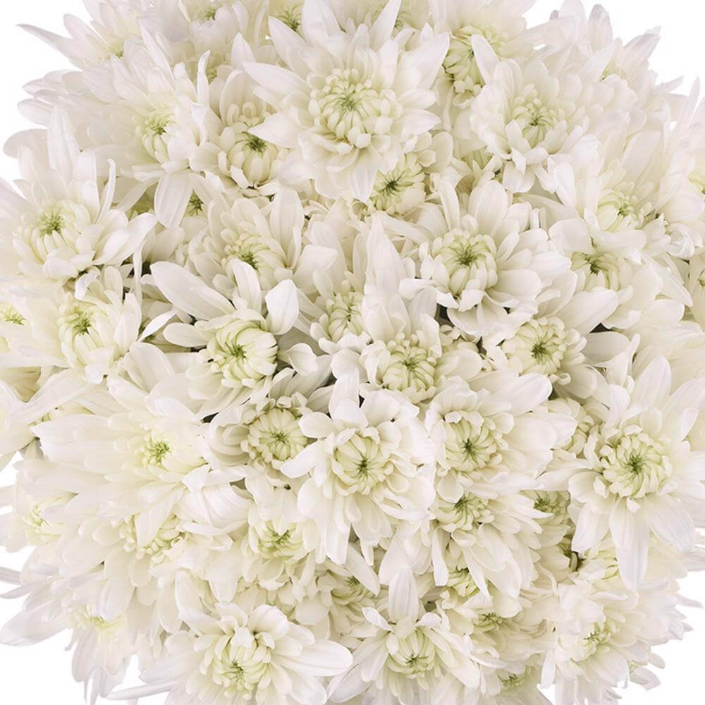 esmeralda-farms-pompon-cushion-maisy-1