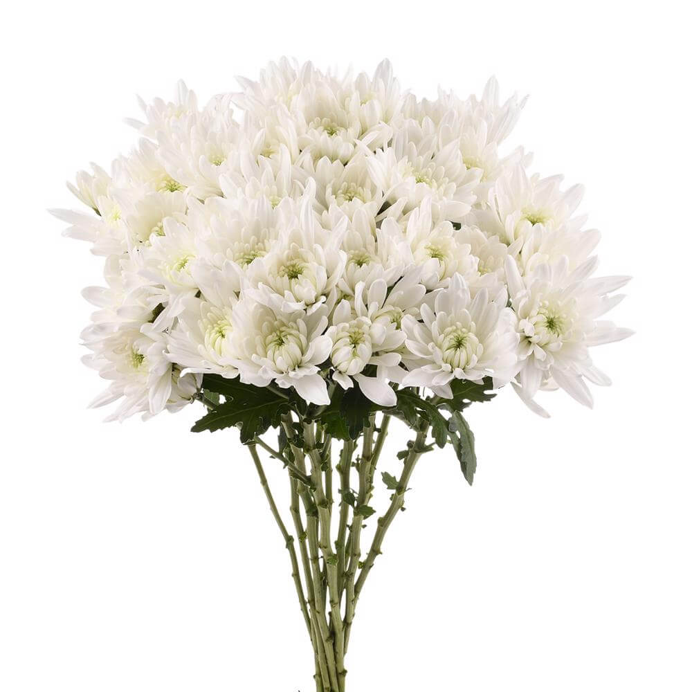 esmeralda-farms-pompon-cushion-maisy-2