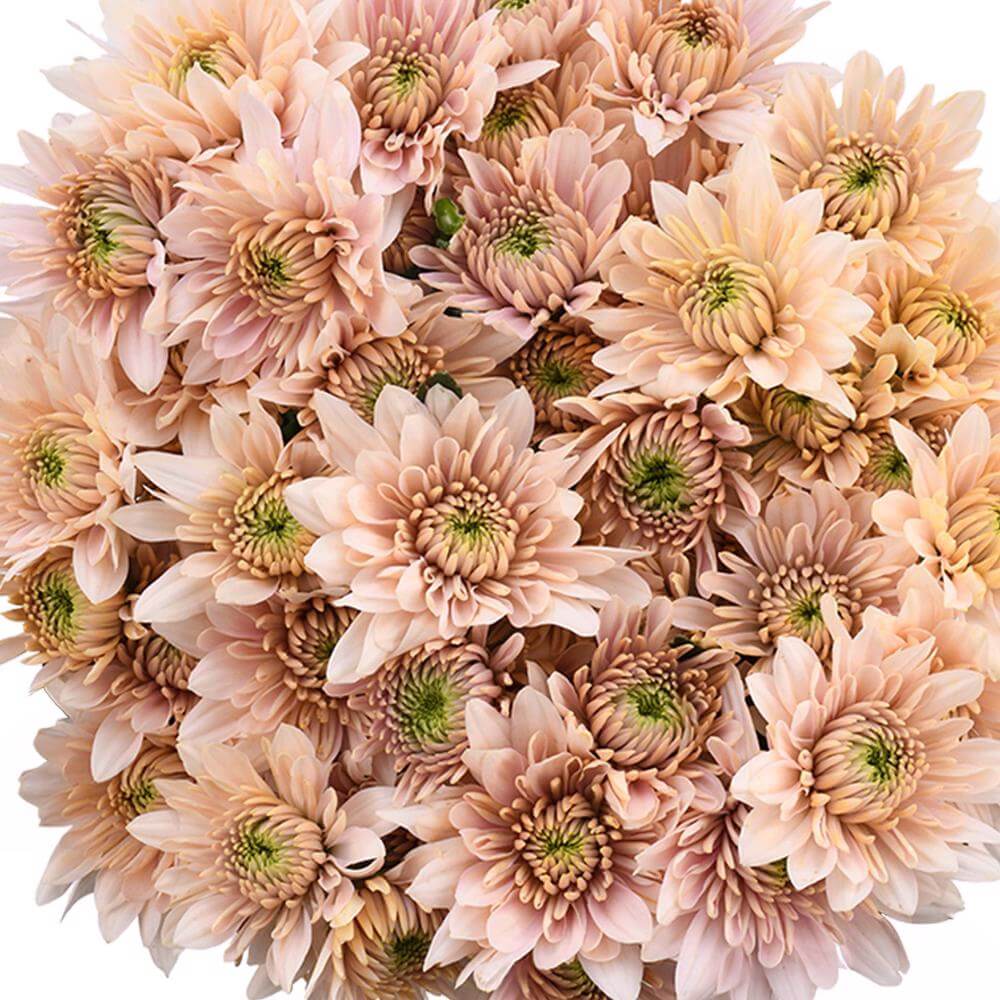 esmeralda-farms-pompon-cushion-champagne-1