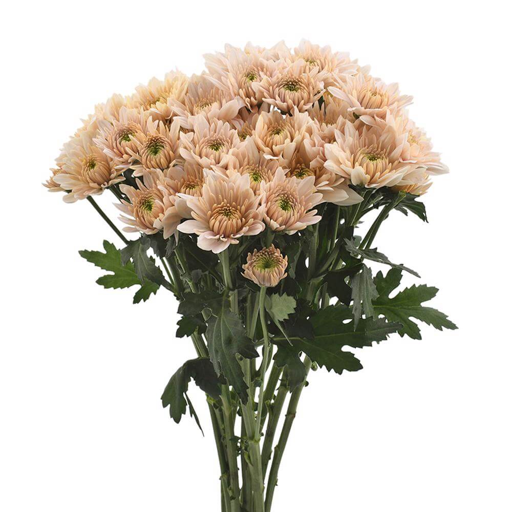 esmeralda-farms-pompon-cushion-champagne-2